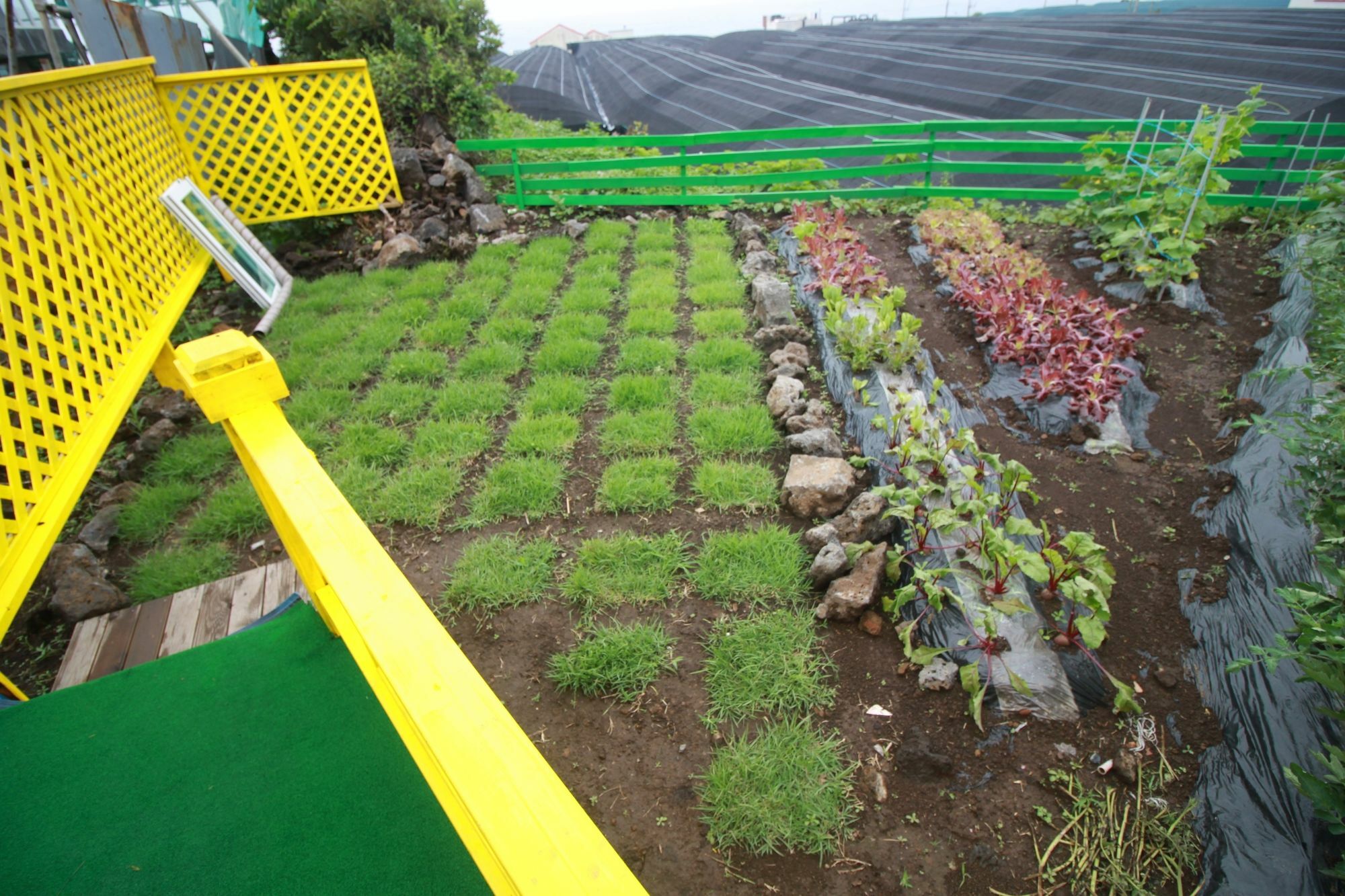 Jeju Sunflower Pension Seogwipo Ngoại thất bức ảnh